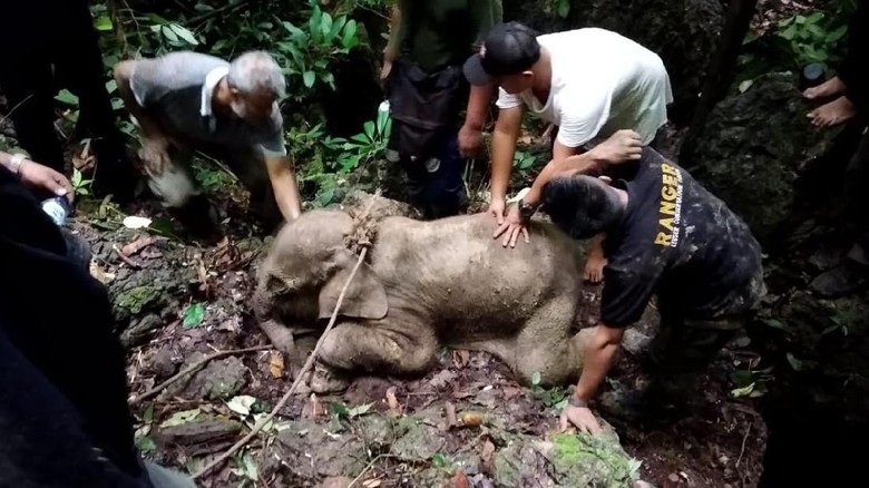 Terkena Jerat, Anak Gajah di Aceh Timur Luka Parah Terkena Jerat, Anak Gajah di Aceh Timur Luka Parah