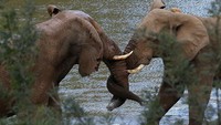 Gajah punya cara unik untuk mengekspresikan kasih sayang kepada sesamanya. Mereka biasanya saling melilitkan belalai untuk mengungkapkan kasih sayang satu sama lain. Cameron Spencer/Getty Images.