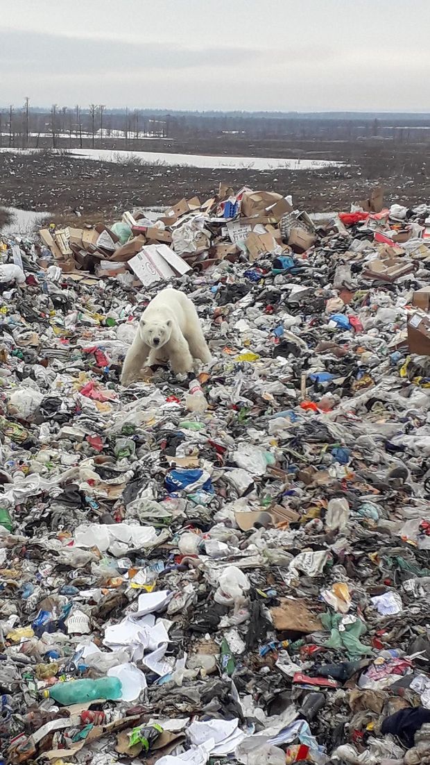 Beruang kutub yang tersesat ini bahkan mengais sampah
