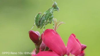 Penasaran bagaimana cara memotret makro dengan ponsel? Tunggu artikelnya di detikINET. Foto: Thomp