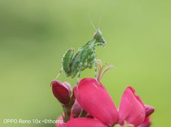 Wow! Foto Makro Ular Berbisa Ini Diambil dari Reno 10x Zoom