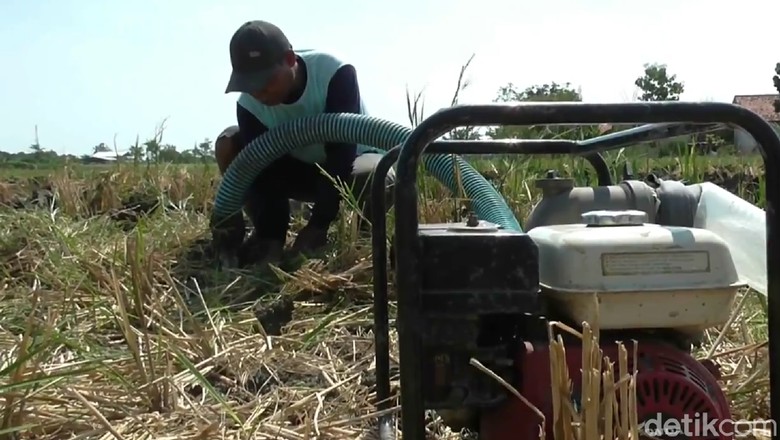 Kemarau Awal, Sawah di Brebes Mulai Kekeringan Kemarau Awal, Sawah di Brebes Mulai Kekeringan