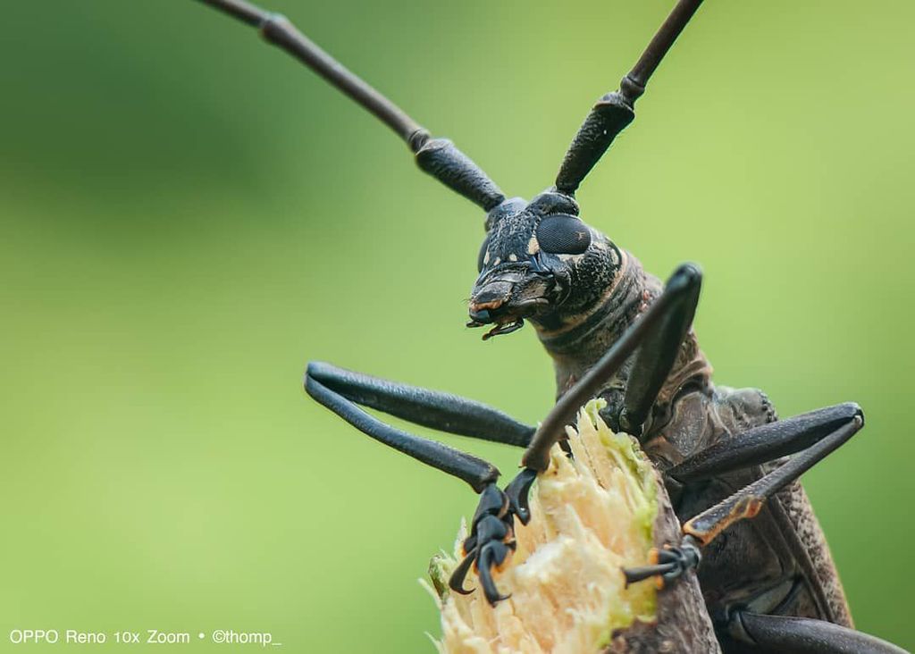 Wow Foto Makro Ular Berbisa Ini Diambil Dari Reno 10x Zoom Foto 6