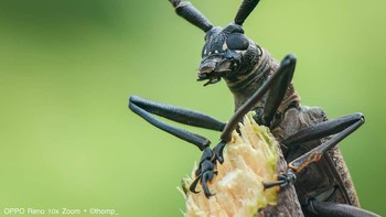 Kumbang tanduk panjang. Foto: Thomp