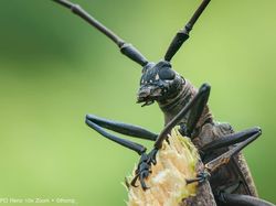 Wow! Foto Makro Ular Berbisa Ini Diambil dari Reno 10x Zoom