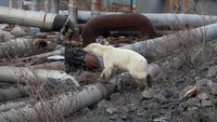 Sesekali beruang berbulu putih itu mengendus sejumlah benda yang berada di sekitar kawasan industri tersebut untuk mencari makanan. Zapolyarnaya Pravda/Irina Yarinskaya/Reuters.