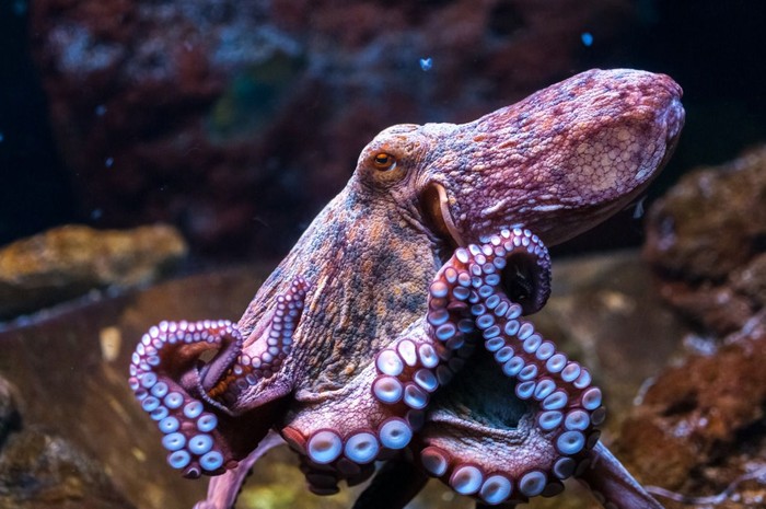 Gurita Laut Pasifik. (Dok. Jakarta Aquarium)