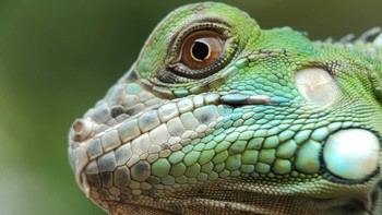 Jika ingin melihat foto makro dari ponsel yang dibuat Thomp bisa mengunjungi akun Instagramnya di sini. Foto: Thomp