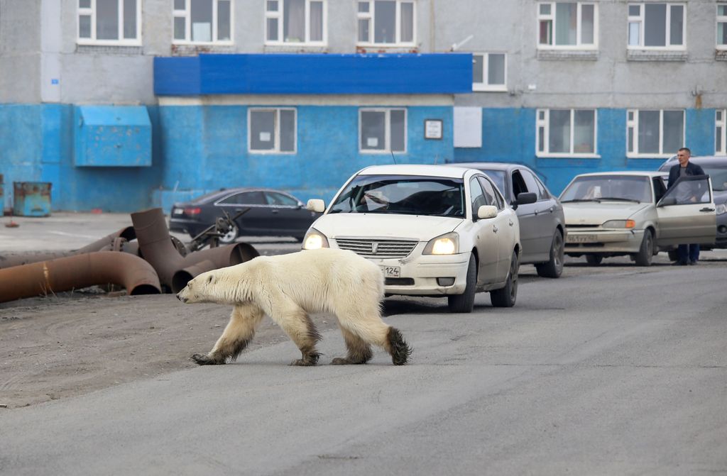 Un oso polar callejero se ve en la ciudad industrial de Norilsk, Rusia, 17 de junio de 2019. Foto tomada el 17 de junio de 2019. REUTERS/Irina Yarinskaya/Zapolyarnaya Pravda NO HAY REVENTAS.  SIN ARCHIVOS.  IMÁGENES TPX DEL DÍA