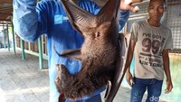 detikcom kemudian menyambangi salah satu pusat konservasi penyu di Tanjung Benoa. Saat didatangi, pusat konservasi itu tak hanya merawat penyu tapi juga aneka satwa seperti ular, iguana, kelelawar, burung rangkong, burung dara serta burung hantu.  