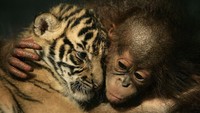 Momen menggemaskan seekor bayi harimau Sumatera berpelukan dengan bayi orang utan. Dimas Ardian/Getty Images.