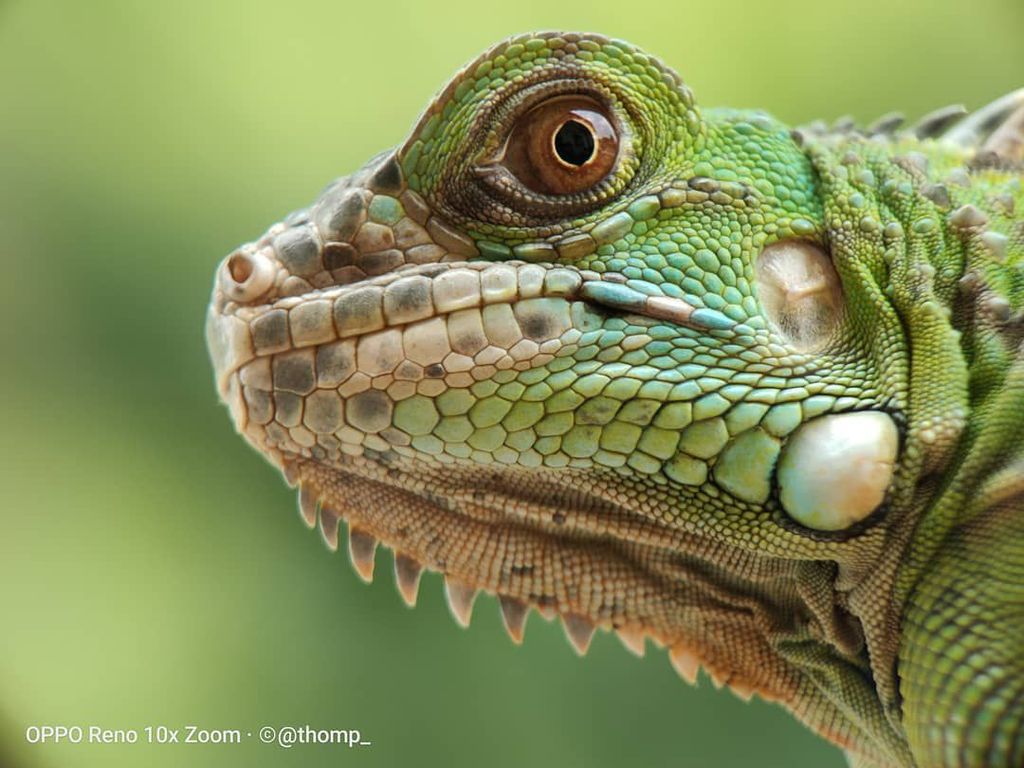 Wow Foto Makro Ular Berbisa Ini Diambil Dari Reno 10x Zoom Foto 9
