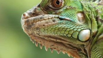 Deteial Iguana hijau terlihat jelas.  Foto: Thomp