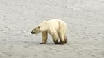 Miris, Beruang Kutub Mengais Sampah Demi Makanan di Siberia
