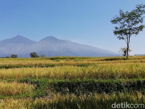 Hutan Gunung Arjuno Terus Terjadi Kerusakan, Resapan Air Berkurang