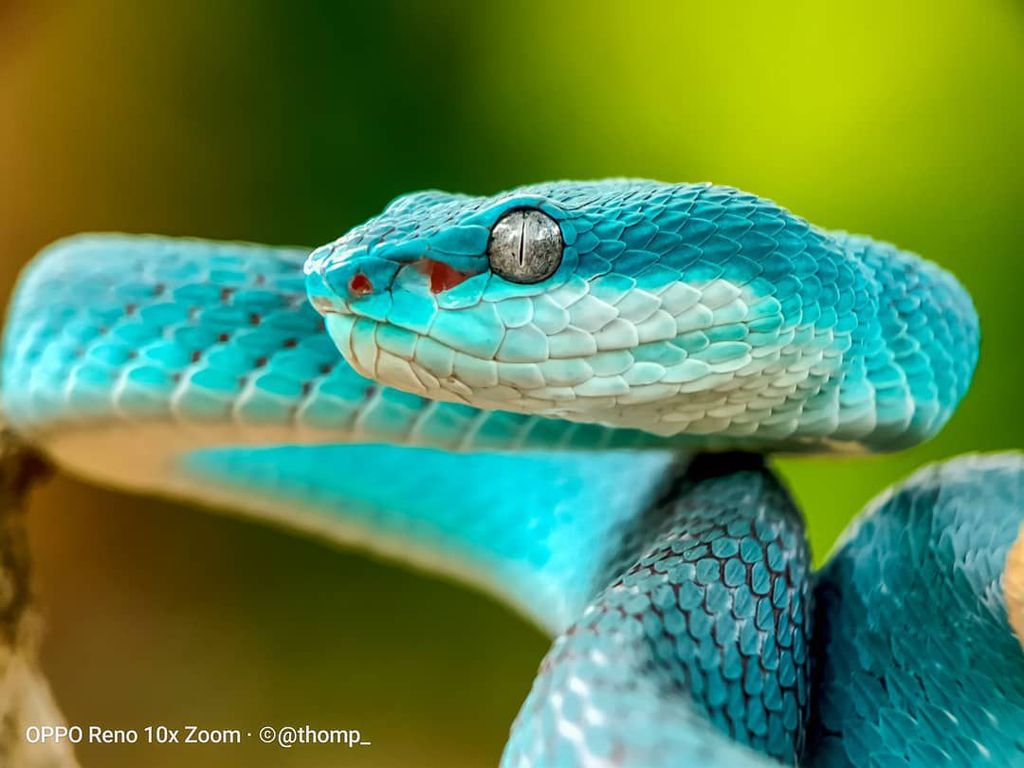Wow Foto Makro Ular Berbisa Ini Diambil Dari Reno 10x Zoom