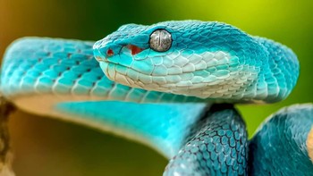 Viper Blue Snake merupakan ular yang memiliki bisa yang sangat mematikan. Dan sejuah ini belum ada penawar racunnya di Indonesia. Foto: Thomp