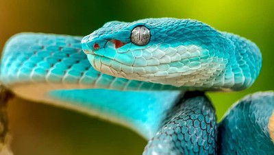 Wow! Foto Makro Ular Berbisa Ini Diambil dari Reno 10x Zoom