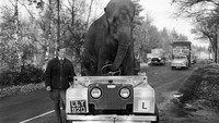 Mobil Land Rover terbilang kuat sehingga mobil ini pun bisa menahan dan membawa gajah sirkus yang berada diatas mobil tersebut.  