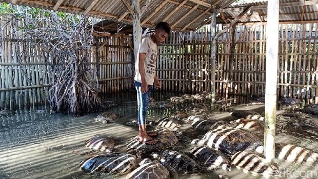 Kondisi penyu-penyu di salah satu pusat konservasi penyu di Tanjung Benoa (Aditya Mardiastuti/detikcom)