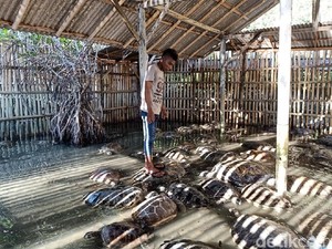 Miris! Perlakuan terhadap Penyu di Konservasi di Tanjung Benoa Jadi Sorotan
