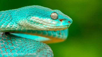 Dengan kemampuan zoom tinggi yang dimiliki ponsel buatan Oppo itu, dia bisa memotret makro Viper Blue Snake dari jarak aman sehingga tidak membahayakan diri sendiri. Foto: Thomp