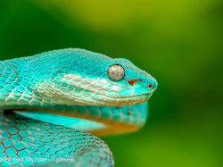 Wow! Foto Makro Ular Berbisa Ini Diambil dari Reno 10x Zoom