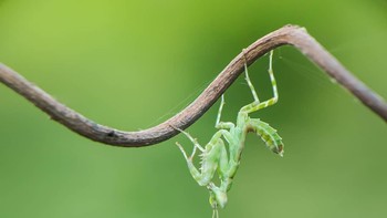 Belalang sentadu turut diabadikan Thomp. Foto: Thomp
