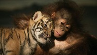 Meski berbeda jenis kedua bayi hewan tersebut sangat dekat dan tak jarang menunjukkan kasih sayang dengan berpelukan satu sama lain. Dimas Ardian/Getty Images.
