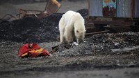 Menurut Oleg Krashevsky, seorang pakar lingkungan setempat, munculnya beruang kutub betina di kota tersebut menjadi yang pertama kali terjadi dalam 40 tahun terakhir. Zapolyarnaya Pravda/Irina Yarinskaya/Reuters.