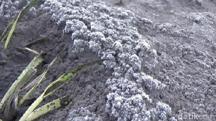 Pesona Embun Di Pasir Gunung Bromo Membeku Jadi Salju