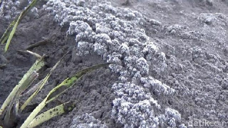 Pesona Embun di Pasir Gunung Bromo Membeku Jadi Salju Pesona Embun di Pasir Gunung Bromo Membeku Jadi Salju