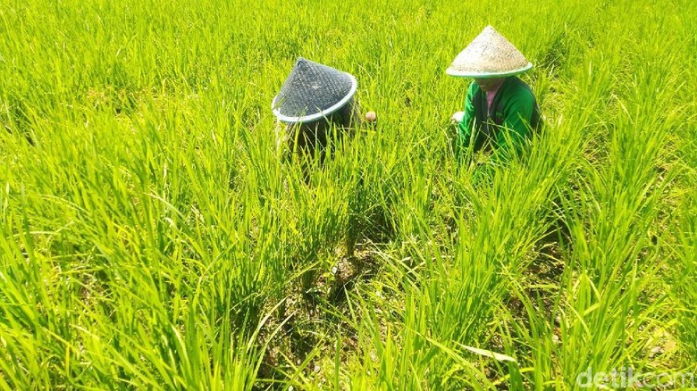1.040 Hektare Sawah di Ciamis Kekeringan dan Terancam Puso 1.040 Hektare Sawah di Ciamis Kekeringan dan Terancam Puso