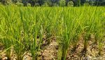 Belasan Hektar Sawah di Ciamis Terancam Gagal Panen