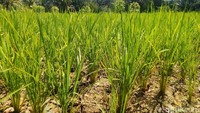 Tanaman padi yang umumnya baru berumur 1,5 bulan gagal panen karena tak mendapat pasokan air. Padahal musim kemarau baru berlangsung sepekan ini di Ciamis.