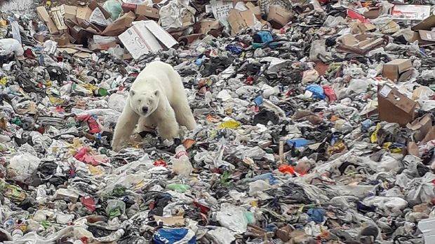 A stray polar bear is seen in the industrial city of Norilsk, Russia June 17, 2019. Picture taken on June 17, 2019. REUTERS/Irina Yarinskaya/Zapolyarnaya Pravda NO RESALES. NO ARCHIVES.