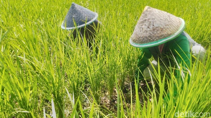 Belasan hektar sawah di Desa Keraharja, Ciamis, Jawa Barat, sudah mengalami kekeringan. Para petani di desa tersebut terancam gagal panen.