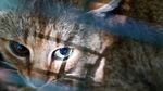Foto: Makhluk Mitos Mirip Kucing dari Prancis