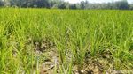 Belasan Hektar Sawah di Ciamis Terancam Gagal Panen