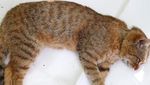 Foto: Makhluk Mitos Mirip Kucing dari Prancis