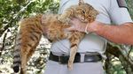 Foto: Makhluk Mitos Mirip Kucing dari Prancis