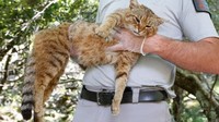 Ghjattu Volpe dikenal sebagai makhluk mitos berperawakan kucing yang memiliki ukuran sebesar musang (Pascal Pochard-Casabianca/AFP)