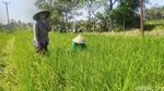 Belasan Hektar Sawah di Ciamis Terancam Gagal Panen