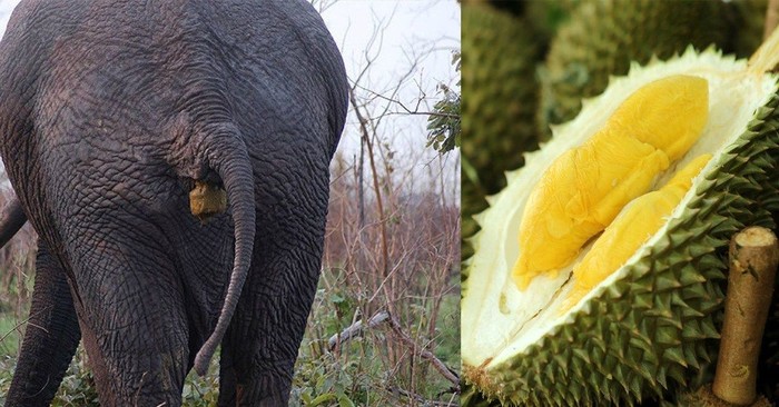 Unduh 67 Gambar Gajah Banyak Terbaik HD