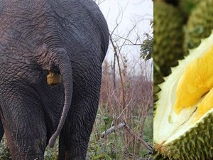Berani Cicip? Ini Durian Tahi Gajah yang Jadi Buruan Banyak Orang