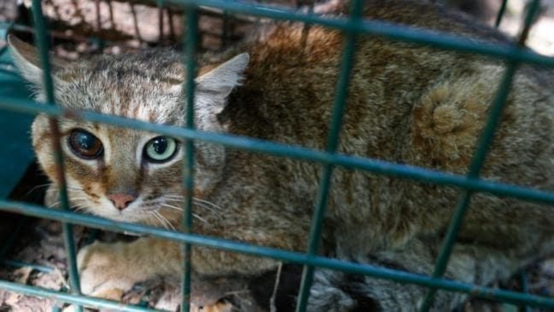 Makhluk mitos kucing musang (Pascal Pochard-Casabianca/AFP) Makhluk mitos kucing musang (Pascal Pochard-Casabianca/AFP)