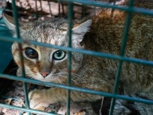 Makhluk Mitos Ditemukan di Pulau Wisata Mewah Ini