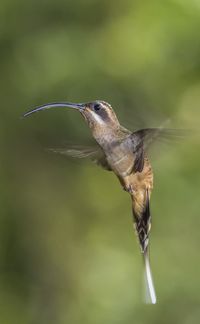 Burung kolibri berekor panjang di hutan-hutan tropis di Amerika Selatan (iStock)