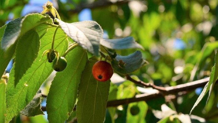 Daun kersen atau talok. Foto: iStock Daun kersen atau talok. Foto: iStock