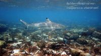 Hiu yang terlihat di Maya Bay (BBC)